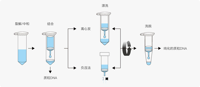 核酸提取純化流程圖 核酸提取純化流程圖