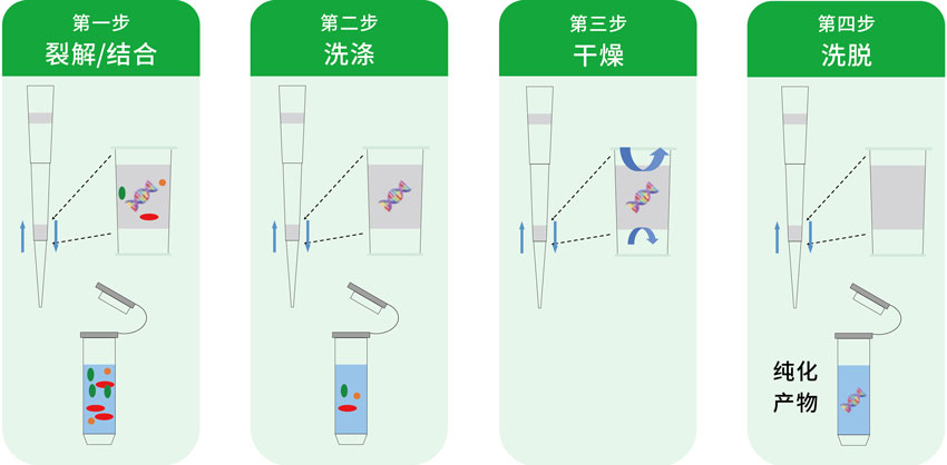 核酸提取流程圖 核酸提取流程圖