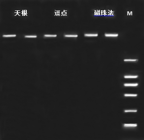 提取試劑盒